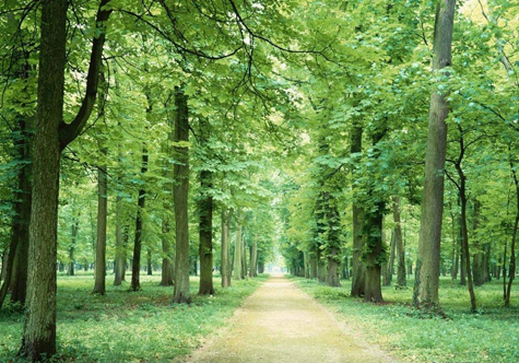 仟億達(dá)碳交易，讓林農(nóng)愛(ài)上植樹(shù)“賣空氣”